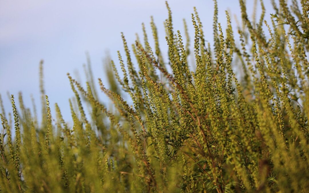 Allergien & Ragweed